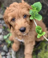 F1 Medium-Sized Goldendoodle, a  Goldendoodle and Poodle - Standard  for sale in Silverton, OR – Photo 8 of 10
