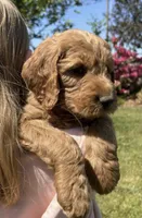F1 Medium-Sized Goldendoodle, a  Goldendoodle and Poodle - Standard  for sale in Silverton, OR – Photo 5 of 10