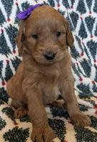 F1 Medium-Sized Goldendoodle, a  Goldendoodle and Poodle - Standard  for sale in Silverton, OR – Photo 7 of 10
