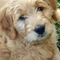 F1 Medium-Sized Goldendoodle, a male Goldendoodle and Poodle - Standard  for sale in Silverton, OR – Photo 9 of 10