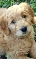 F1 Medium-Sized Goldendoodle, a  Goldendoodle and Poodle - Standard  for sale in Silverton, OR – Photo 9 of 10