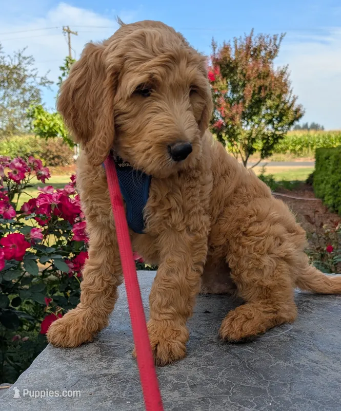 F1 Medium-Sized Goldendoodle – Goldendoodle, Poodle - Standard  puppy for sale in Silverton, OR