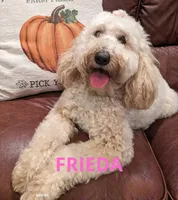 AKC Moyen Medium-Sized Poodle, a  Poodle - Standard  for sale in Silverton, OR – 3 of 9