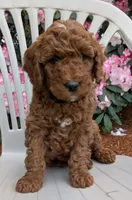 AKC Moyen(Medium Sized)Poodle, a female Poodle - Standard  for sale in Silverton, OR – 10 of 10