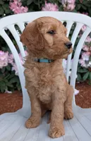F1 Medium-Sized Goldendoodle, a  Goldendoodle and Poodle - Standard  for sale in Silverton, OR – 6 of 10