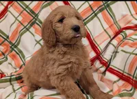 F1 Medium-Sized Goldendoodle, a  Goldendoodle and Poodle - Standard  for sale in Silverton, OR – 7 of 10