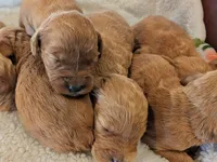 F1 Medium-Sized Goldendoodle, a  Goldendoodle and Poodle - Standard  for sale in Silverton, OR – 4 of 10