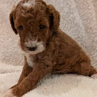 AKC Moyen Medium-Sized Poodle, a female Poodle - Standard  for sale in Silverton, OR – Photo 9 of 10