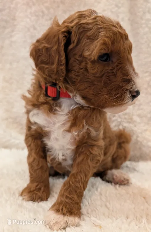 AKC Moyen Medium-Sized Poodle