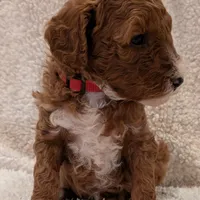AKC Moyen Medium-Sized Poodle, a female Poodle - Standard  for sale in Silverton, OR – Photo 7 of 10