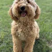 AKC Moyen Medium-Sized Poodle, a female Poodle - Standard  for sale in Silverton, OR – Photo 4 of 10
