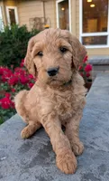 F1 Medium-Sized Goldendoodle, a  Goldendoodle and Poodle - Standard  for sale in Silverton, OR – 8 of 10