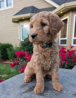 F1 Medium-Sized Goldendoodle, a  Goldendoodle and Poodle - Standard  for sale in Silverton, OR – 6 of 10