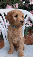 F1 Medium-Sized Goldendoodle, a  Goldendoodle and Poodle - Standard  for sale in Silverton, OR – 1 of 10