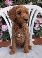 AKC Moyen Medium-Sized Poodle, a  Poodle - Standard  for sale in Silverton, OR – 7 of 10
