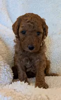 AKC Moyen Medium-Sized Poodle, a  Poodle - Standard  for sale in Silverton, OR – 6 of 10