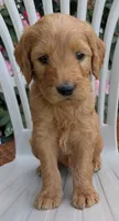 F1 Medium-Sized Goldendoodle, a  Goldendoodle and Poodle - Standard  for sale in Silverton, OR – 6 of 10