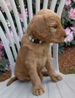 F1 Medium-Sized Goldendoodle, a  Goldendoodle and Poodle - Standard  for sale in Silverton, OR – 10 of 10