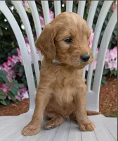 F1 Medium-Sized Goldendoodle, a  Poodle - Standard  for sale in Silverton, OR – 9 of 10