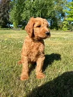 F1 Medium-Sized Goldendoodle, a  Goldendoodle and Poodle - Standard  for sale in Silverton, OR – 4 of 10