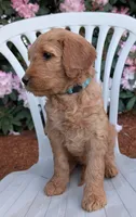 F1 Medium-Sized Goldendoodle, a  Poodle - Standard  for sale in Silverton, OR – 2 of 9