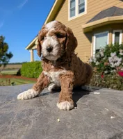 AKC Moyen Medium-Sized Poodle, a  Poodle - Standard  for sale in Silverton, OR – 8 of 9