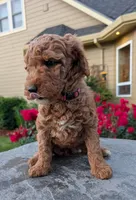 AKC Moyen(Medium Sized)Poodle, a female Poodle - Standard  for sale in Silverton, OR – 8 of 10