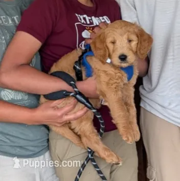 F1 Medium-Sized Goldendoodle – Goldendoodle, Poodle - Standard  puppy for sale in Silverton, OR