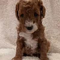 AKC Moyen Medium-Sized Poodle, a female Poodle - Standard  for sale in Silverton, OR – Photo 6 of 10