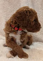 processed/bf41eeb8-ed3a-4013-a46c-8e303ab24451/listing/91895d4a-218a-4a0b-b8eb-734240231ca9/030595bd-41b1-4561-ab1e-e8f3238cacf7