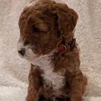 AKC Moyen Medium-Sized Poodle, a female Poodle - Standard  for sale in Silverton, OR – Photo 8 of 10