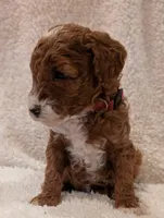 processed/bf41eeb8-ed3a-4013-a46c-8e303ab24451/listing/91895d4a-218a-4a0b-b8eb-734240231ca9/5d6dfae8-862f-4a04-ae1d-d98f38e20cd1