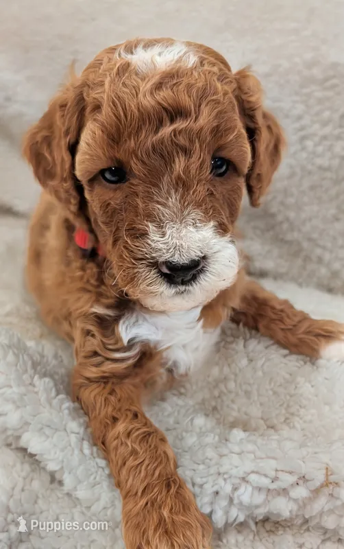 AKC Moyen Medium-Sized Poodle