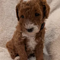 AKC Moyen Medium-Sized Poodle, a female Poodle - Standard  for sale in Silverton, OR – Photo 9 of 10