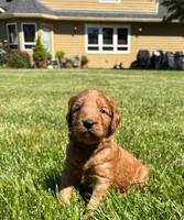 F1 Medium-Sized Goldendoodle, a  Goldendoodle and Poodle - Standard  for sale in Silverton, OR – 4 of 10