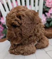 AKC Moyen Medium-Sized Poodles, a  Poodle - Standard  for sale in Silverton, OR – 5 of 10