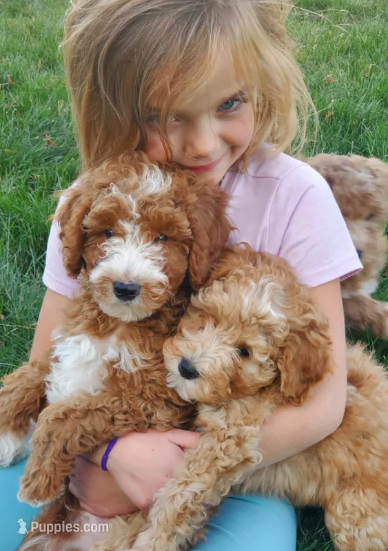 AKC Moyen(Medium Sized)Poodle – Poodle - Standard  puppy for sale in Silverton, OR