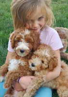 AKC Moyen(Medium Sized)Poodle, a  Poodle - Standard  for sale in Silverton, OR – 1 of 10
