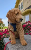 F1 Medium-Sized Goldendoodle, a male Goldendoodle for sale in Silverton, OR – 9 of 10