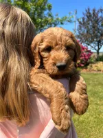 F1 Medium-Sized Goldendoodle, a  Goldendoodle and Poodle - Standard  for sale in Silverton, OR – 5 of 10