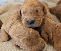 F1 Medium-Sized Goldendoodle, a  Goldendoodle and Poodle - Standard  for sale in Silverton, OR – 5 of 10