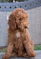 AKC Moyen (Medium Sized) Poodle, a female Poodle - Standard  for sale in Silverton, OR – 4 of 6