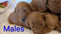 F1 Medium-Sized Goldendoodle, a male Goldendoodle and Poodle - Standard  for sale in Silverton, OR – 3 of 10