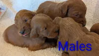 F1 Medium-Sized Goldendoodle, a male Goldendoodle and Poodle - Standard  for sale in Silverton, OR – 4 of 10