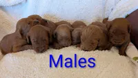 F1 Medium-Sized Goldendoodle, a male Goldendoodle and Poodle - Standard  for sale in Silverton, OR – 5 of 10