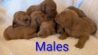 F1 Medium-Sized Goldendoodle, a male Goldendoodle and Poodle - Standard  for sale in Silverton, OR – 9 of 10