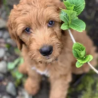 F1 Medium-Sized Goldendoodle, a male Goldendoodle and Poodle - Standard  for sale in Silverton, OR – Photo 3 of 10