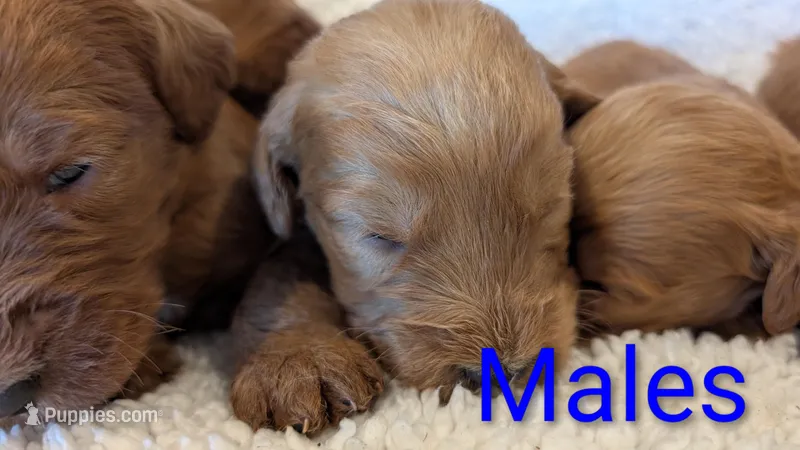 F1 Medium-Sized Goldendoodle – Goldendoodle, Poodle - Standard  puppy for sale in Silverton, OR