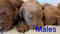 F1 Medium-Sized Goldendoodle, a male Goldendoodle and Poodle - Standard  for sale in Silverton, OR – 2 of 10