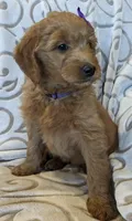 F1 Medium-Sized Goldendoodle, a  Goldendoodle and Poodle - Standard  for sale in Silverton, OR – Photo 9 of 10
